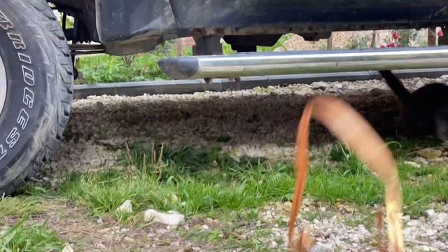 Кошка-Партизанка.Ищу бывшего/нового/любого владельца кошки.Выловим,привьем,стерилизуем. +7915778778 смотреть онлайн