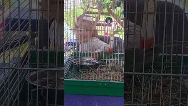 Как Злата попугая купала As Zlata bathed parrot смотреть онлайн