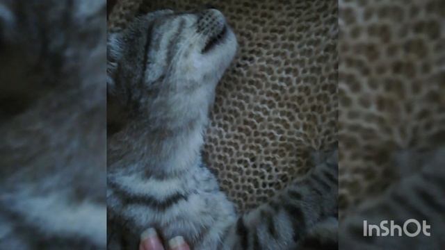 кот в добрые руки смотреть онлайн