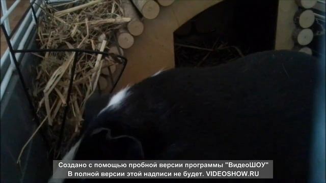 ЧТО ДЕЛАЕТ МОРСКАЯ СВИНКА ПОКА ХОЗЯИНА НЕТ ДОМА, ПОСТАВИЛИ КАМЕРУ В КЛЕТКЕ И УВИДЕЛИ... смотреть онлайн