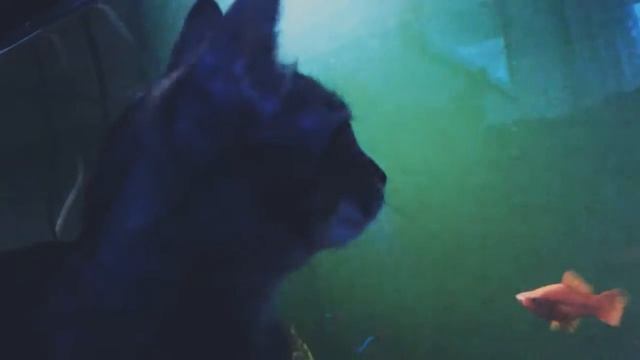 🐠Рыбки! Прочитай описание⤵ смотреть онлайн