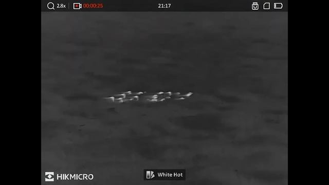 UK Exclusive - HikMicro Condor LRF CQ50L Field Test - The Night Vision Show смотреть онлайн