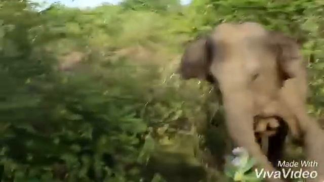 Elephant Attack in National park ( Subscribe our Chanel👈👈 ) #elephantattack #elephant смотреть онлайн