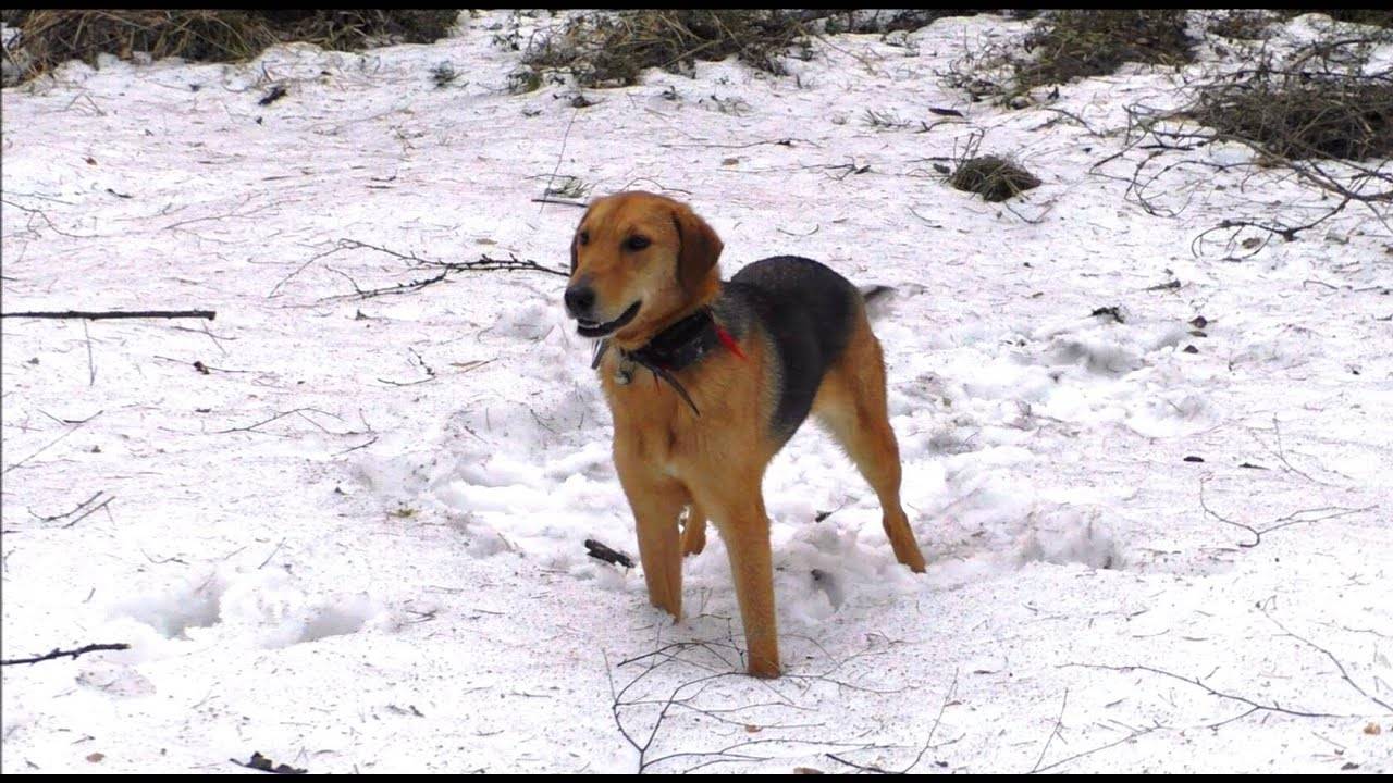 СПОСОБНАЯ УЧЕНИЦА .Русские гончие ч.п/ч Сигнал(Плакуня) и Лайма вл. Шатров В.А.#охота#топ#hunting смотреть онлайн
