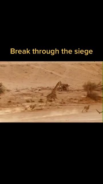 Giraffe overcoming the lion's siege #shorts смотреть онлайн