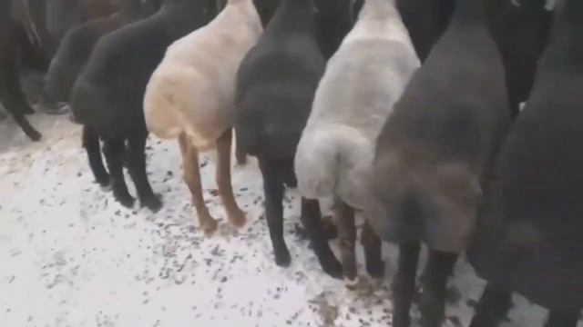 ФАРГОНА КУМ ТИПА ЕНГ АРЗОН МОЛ БОЗОР НАРХЛАРИ 08.01.21 смотреть онлайн