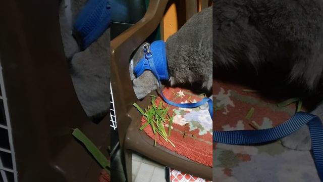 Гулящий котик, не это не про кота Паука🤗 смотреть онлайн