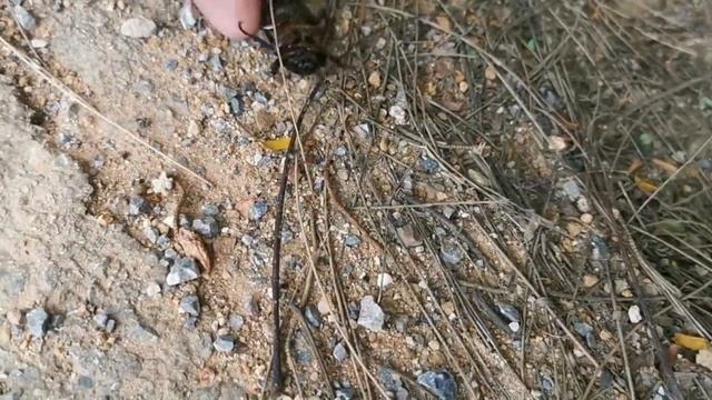 rhinoceros beetles (Xylotrupes socrates) смотреть онлайн