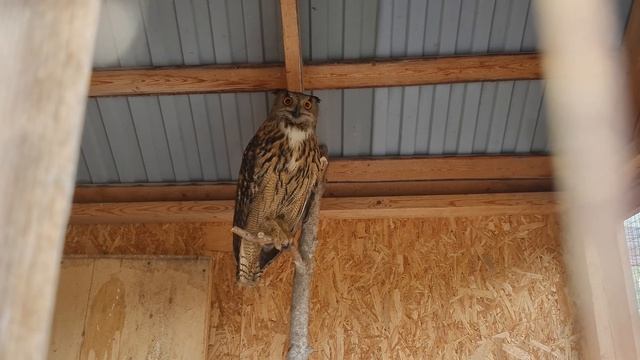 Жарко ☀️ #филиппфилиппыч #animals #nature #park #owl #животные #природа #парк #филин #сова #GE_Feel смотреть онлайн