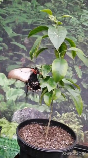 Тропическая бабочка откладывает яйца/Tropical butterfly lays eggs смотреть онлайн