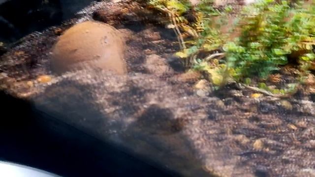 Odorous ants moving broods and eggs to a second nest / Tapinoma sessile / Formicarium / Terrarium смотреть онлайн