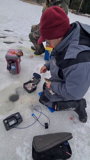 Поимки сига смотреть онлайн