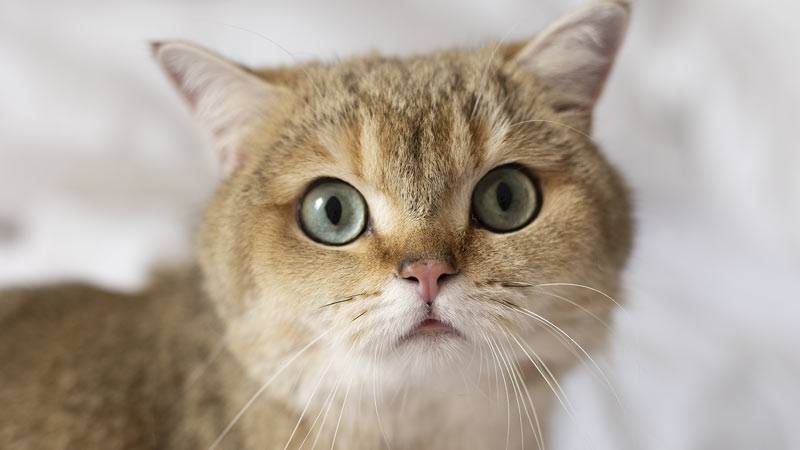 Квартира 60 - К МОЕМУ КОТУ (Юбилейное издание)