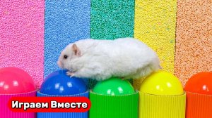 Хомяк выбирается из сложного лабиринта с ловушками ! Умный Хомяк ! Видео для детей