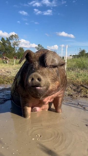 Naturelle et tellement douce 🐷🐽 🤣 #cochon #campagne #ferme des petits Torrieux смотреть онлайн