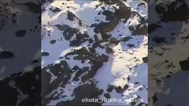 Снежный барс смотреть онлайн
