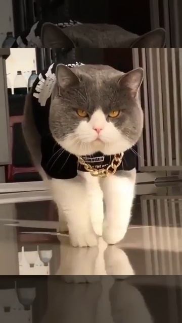 KUCING TERGANAS😤😤 смотреть онлайн