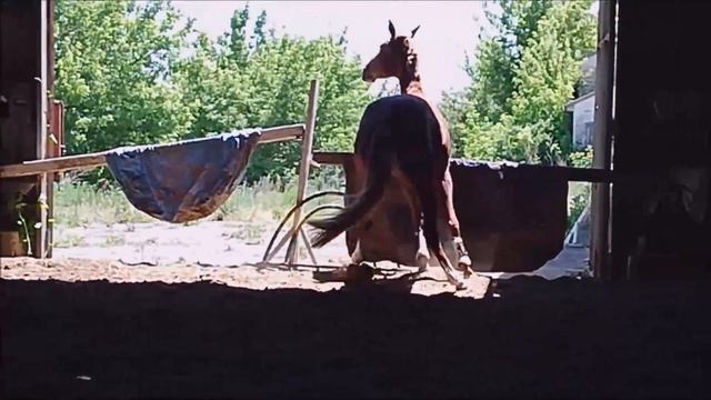 Элайчи смотреть онлайн