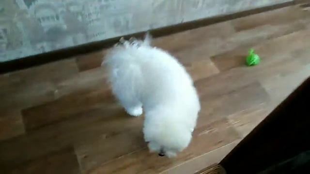 День Собаки Бетти с Хозяином //Nastya Or //Happy Dog смотреть онлайн