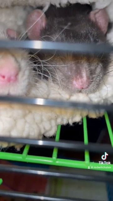 Сладкое сонное царство 😴🐀❣️ #rat #крыса #крысы #смешныеживотные смотреть онлайн