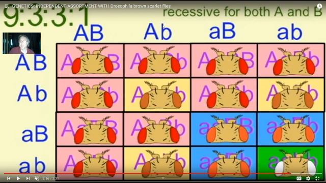 Mendel's principle of independent assortment смотреть онлайн