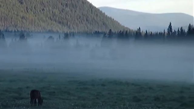 ЛОШАДи в Тумане смотреть онлайн