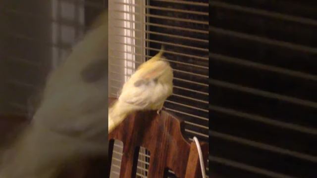 корелла танцует и думает что он орел смотреть онлайн