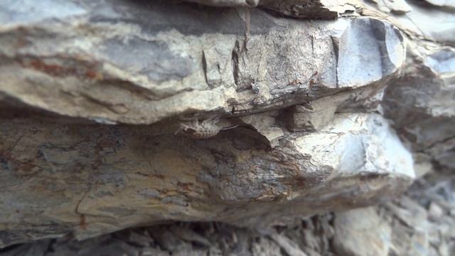 Stínka skvrnitá Porcellio spinicornis смотреть онлайн