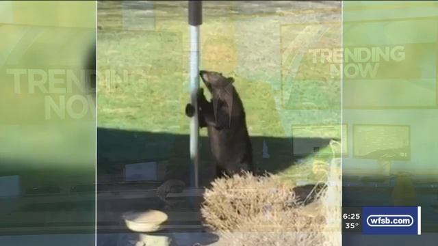 TRENDING NOW: Baseball dodge, dog saves chihuahua, bear proof bird feeder, airport pushups смотреть онлайн