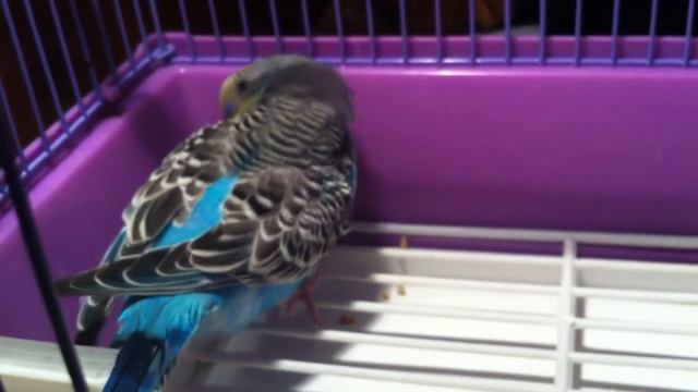 Гоша акробат классный попугайчик смотреть онлайн