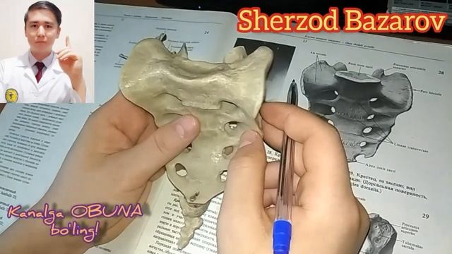 5-DARS OS SACRUM VERTEBRA SACRALIS DUMG`AZA SUYAGI HAMDA UMURTQASI VA VERTEBRA COCCYGIS DUM UMRTQAS смотреть онлайн