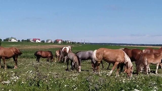 Кобыла играет с жеребцом#лошади #жеребец смотреть онлайн