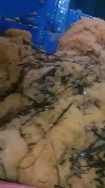 telur ikan terbang yg masih basah #shorts #asrul смотреть онлайн