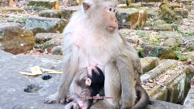 #Triyana Monkeys Are Breastfeeding #Обезьяны Трияна кормят грудью