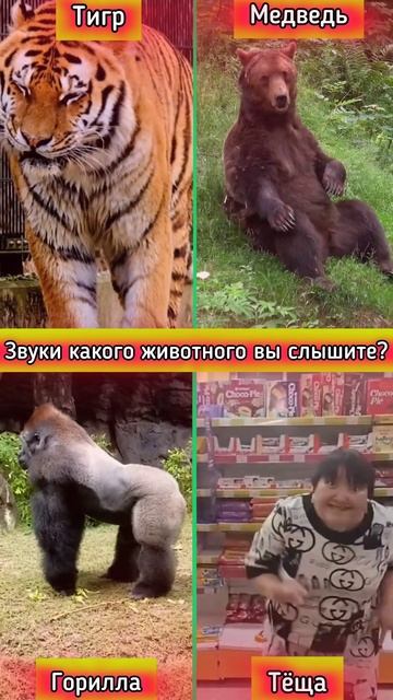 Звуки какого животного вы слышите смотреть онлайн