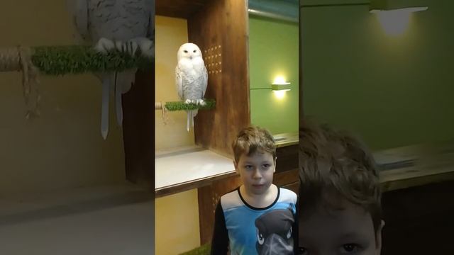 Совиный дом смотреть онлайн