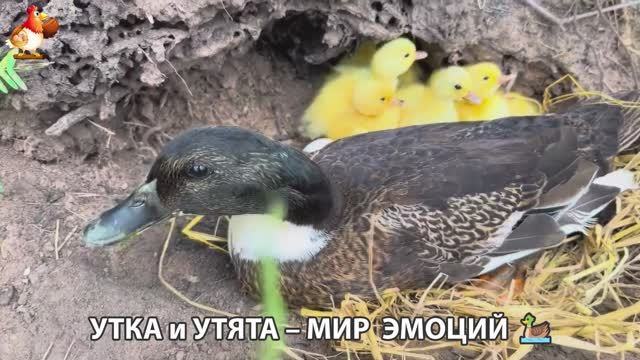 Утка и Утята – мир нежных эмоций 🦆🤗❣️часть (56) смотреть онлайн