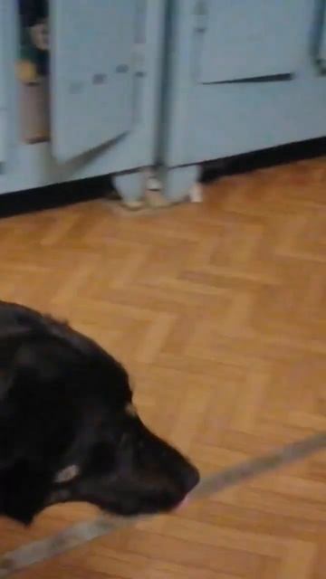 Спокойной ночи, Бимка! смотреть онлайн