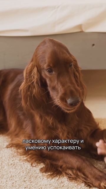 5 фактов о породе – Ирландский сеттер #shorts #сеттер смотреть онлайн