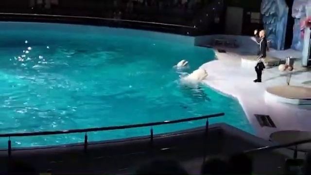 выступление Морских зверей Новосибирск (1) смотреть онлайн