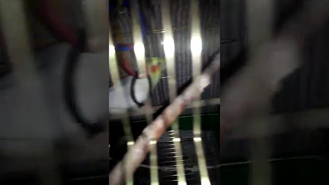 Песня попугая кореллы Ричи самочке Ксюше смотреть онлайн