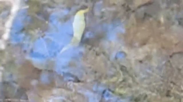 Weird Leech смотреть онлайн
