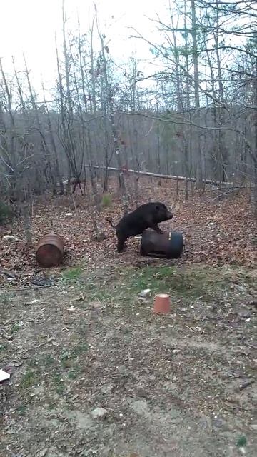 Smoked Bacon смотреть онлайн