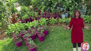 С ЧЕГО НАЧИНАЛСЯ НАШ ПИТОМНИК. Встреча в клубе цветоводов. Часть 1