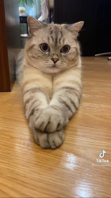 Кот Ириска смотреть онлайн