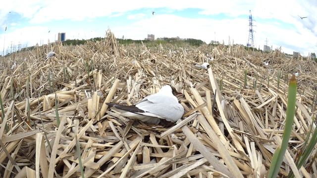 Озерная чайка 160515 1к Pa A500 птенцы 10 смотреть онлайн