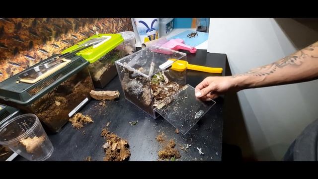 poecilotheria regalis sling rehouse смотреть онлайн