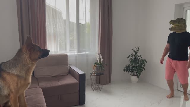 German Shepherd Pranked By Crocodile Mask смотреть онлайн