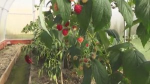 6 соток 15 октября 2020 года. Вернулась на дачу