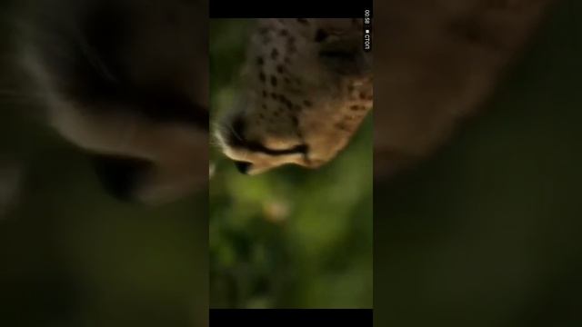 Клип песни мы пижим кобуто от гепарды смотреть онлайн